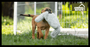 Best Bedding For Outdoor Dog Kennels