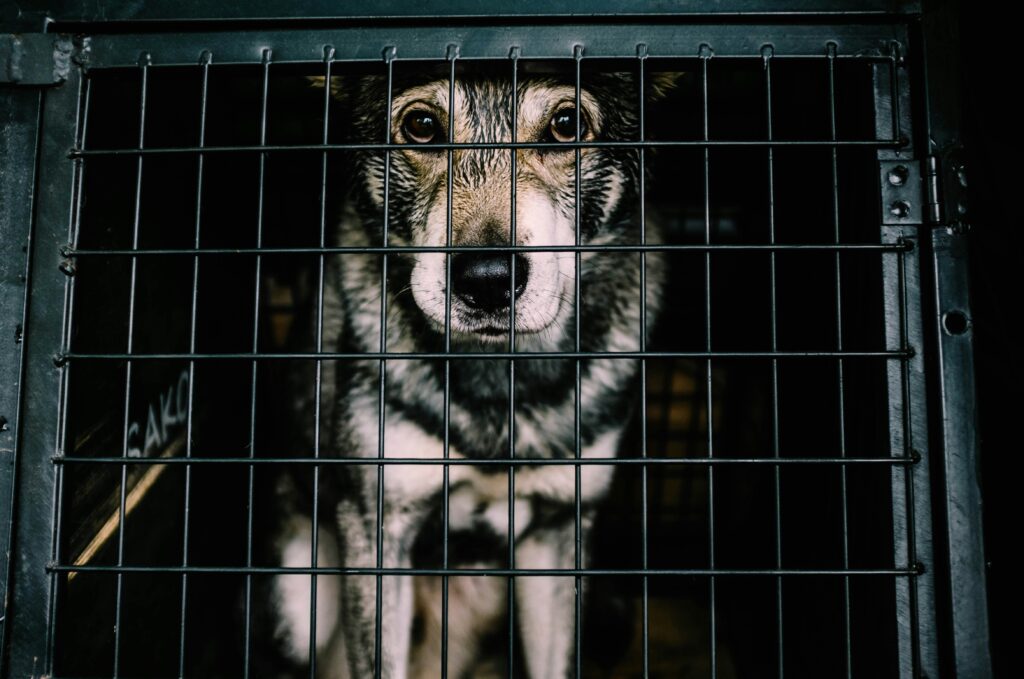 Best Large Dog Cages You Can Buy In The UK