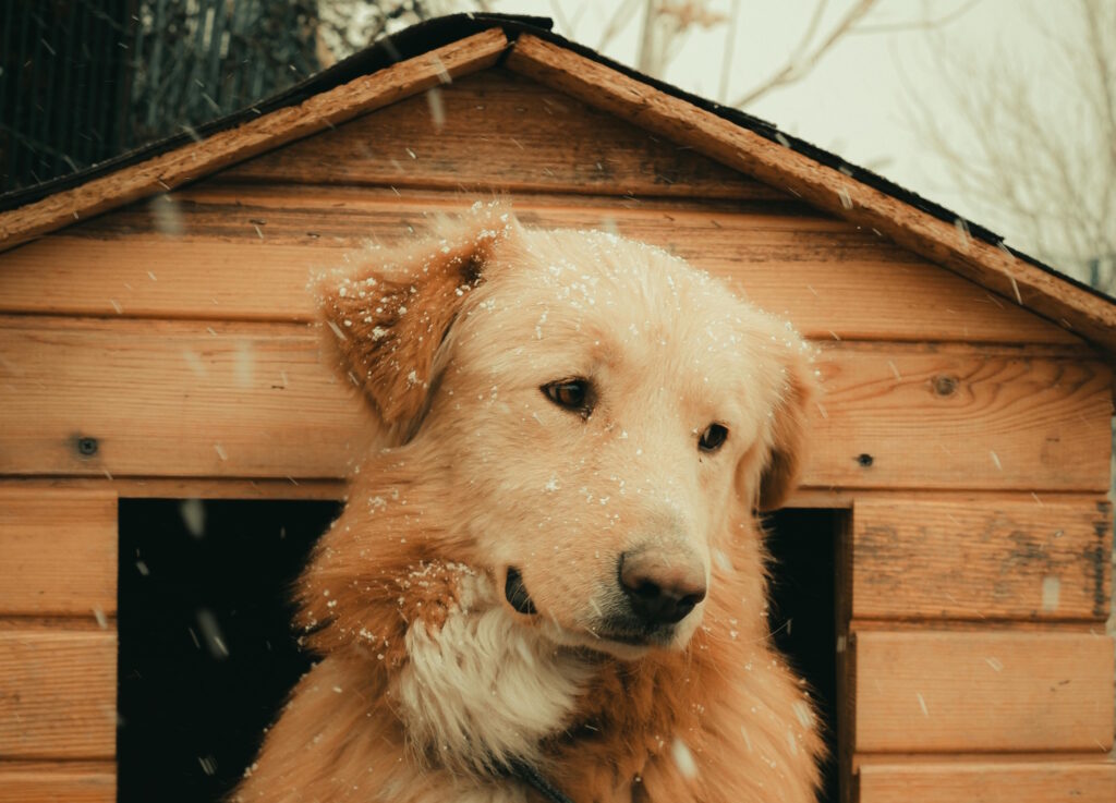 Choosing the Right Outdoor Dog Kennels and Bedding