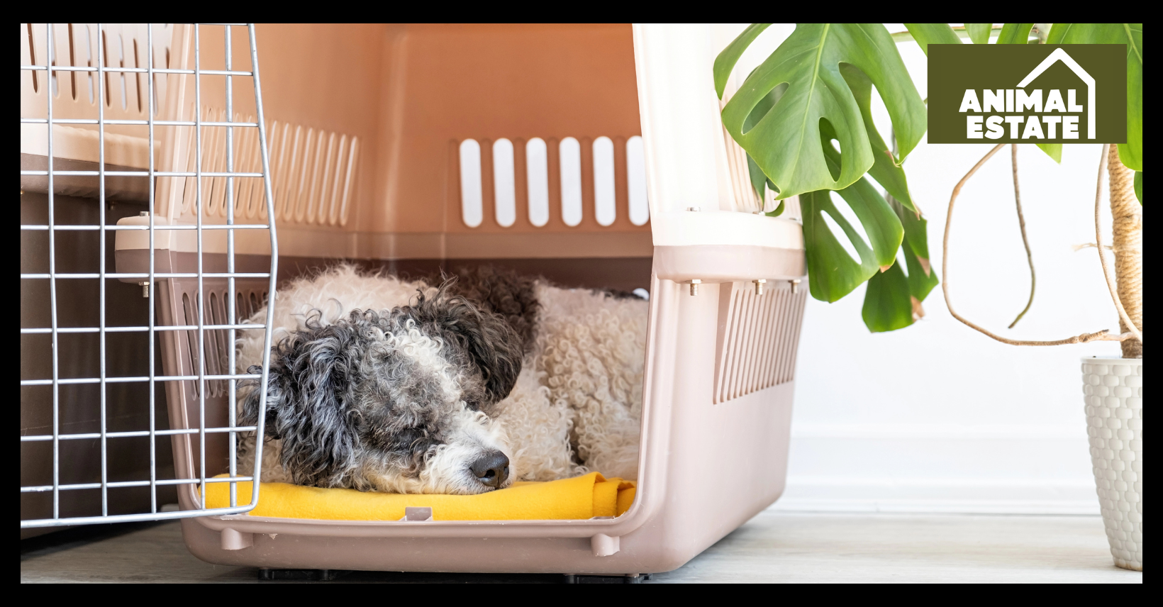 Dog Crates Explained