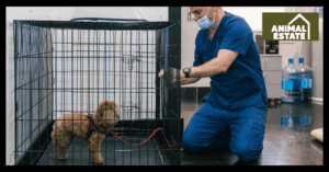 Dog Kennels vs Dog Crates Guide