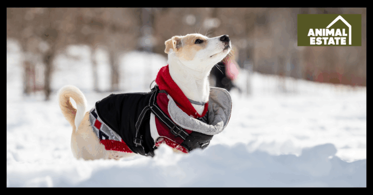 How to Keep Your Dog Warm and Safe Outside