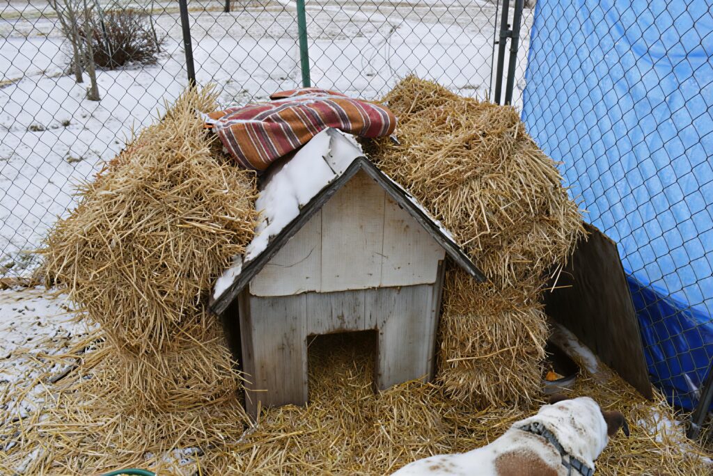 Insulated Dog House Benefits