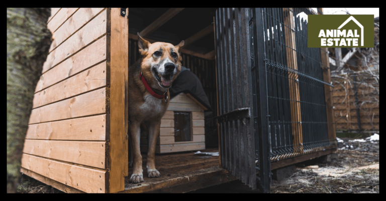Outdoor Dog Kennel Setup Tips And Ideas