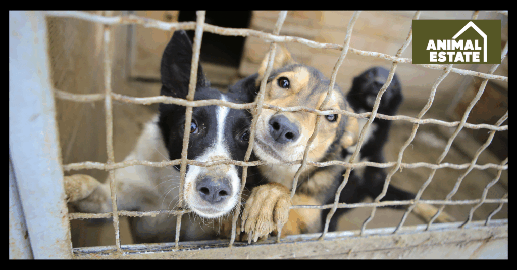 Picking the Perfect Dog Kennel Size