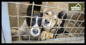 Picking the Perfect Dog Kennel Size