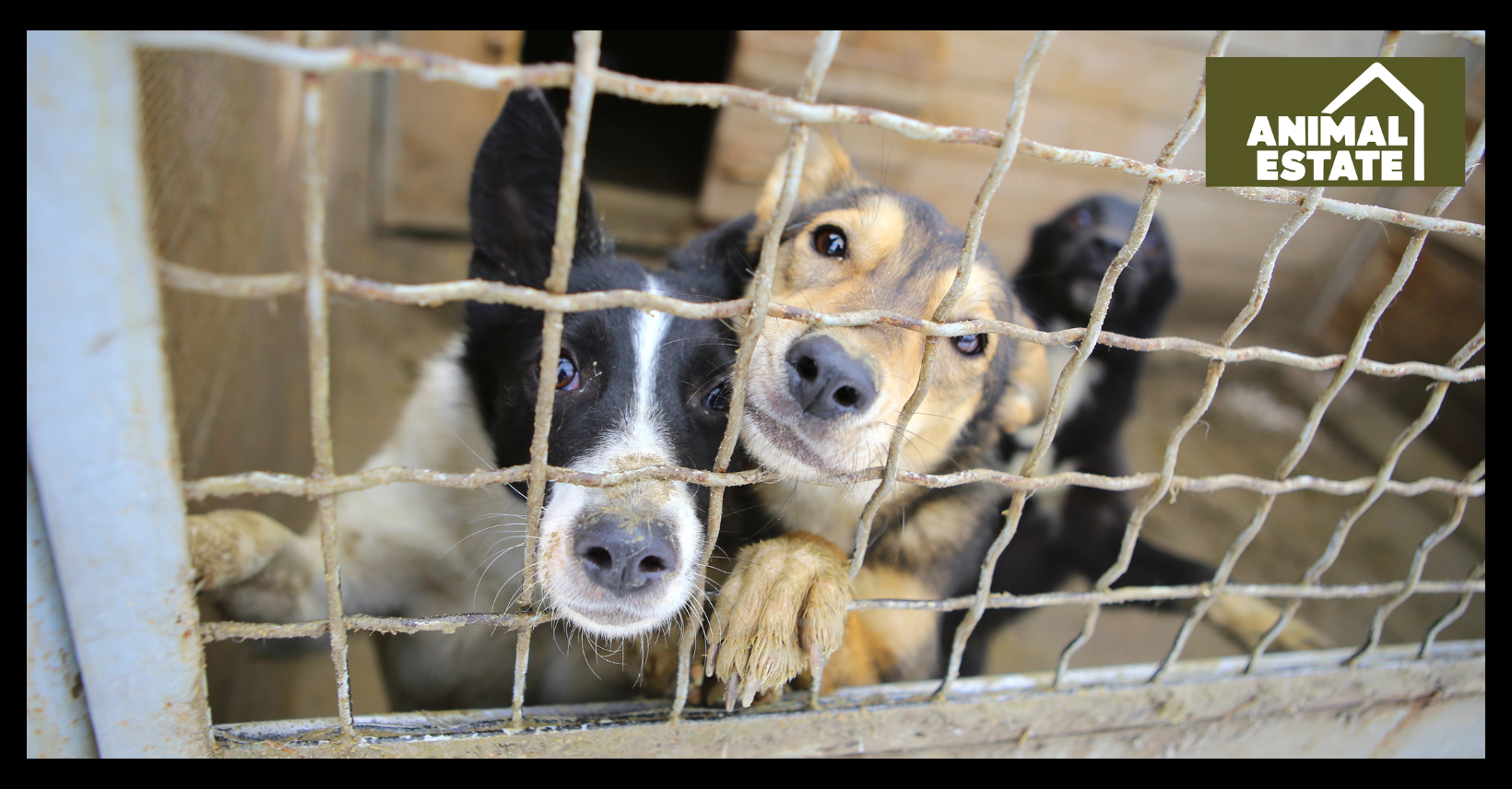 Picking the Perfect Dog Kennel Size