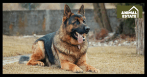 The Best Protection Dog Breeds for Your Family