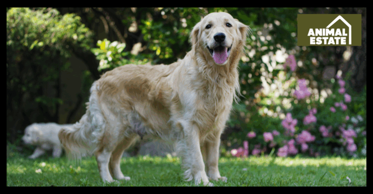The Best Surface For Dogs In Your Garden