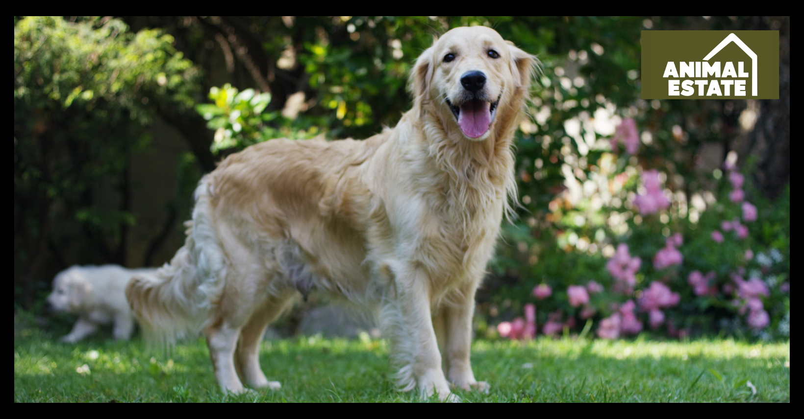 The Best Surface For Dogs In Your Garden