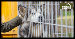 What Do Dog Kennels Look Like? A First-Hand Guide