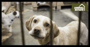What Is Needed To Start A Dog Boarding Business