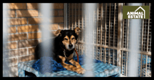 What Is the Best Base for a Dog Kennel