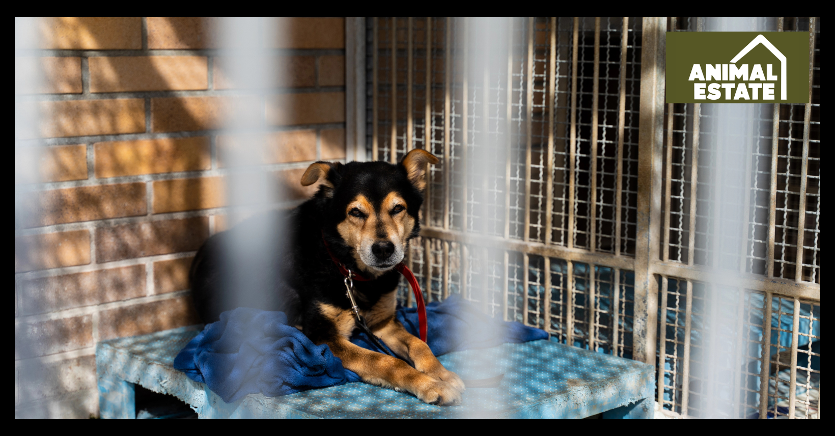 What Is the Best Base for a Dog Kennel