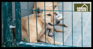 What Is the Best Base for a Dog Kennel