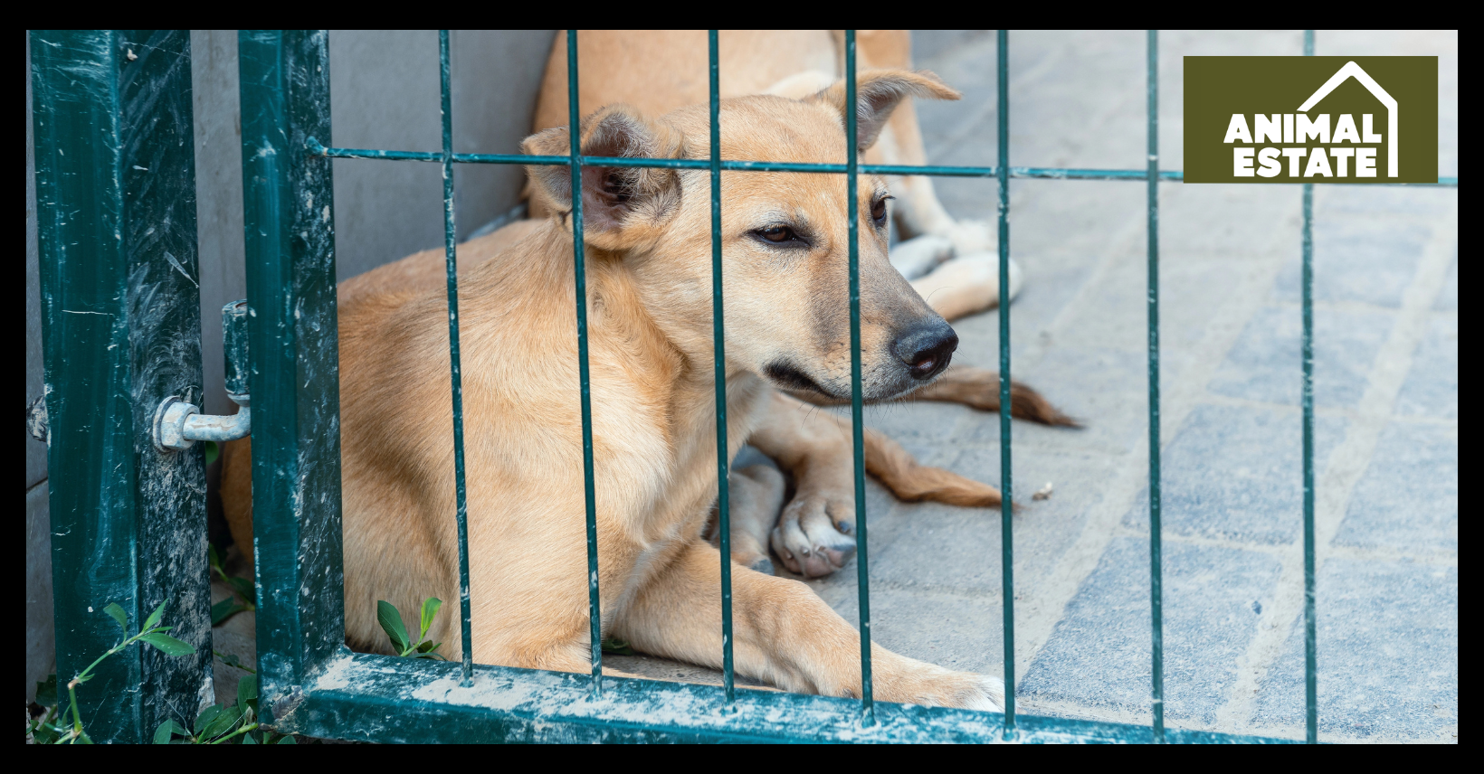 What Is the Best Base for a Dog Kennel