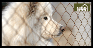 What is the Largest Dog Cage You Can Buy